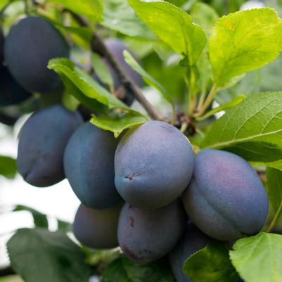 Prunus X 'Stanley'