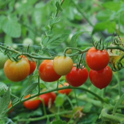 Tomato Tomatoberry