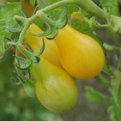 Tomato Yellow Pear