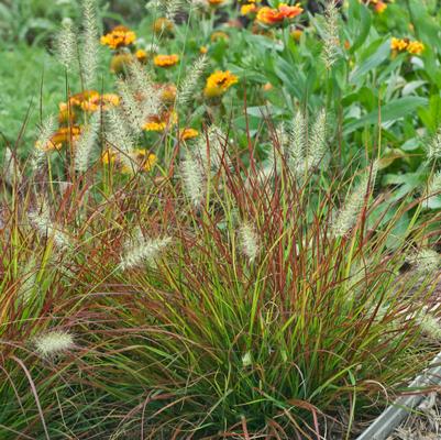 Pennisetum alopecuroides Burgundy Bunny