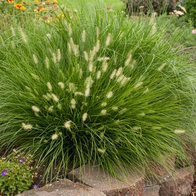 Pennisetum alopecuroides Little Bunny