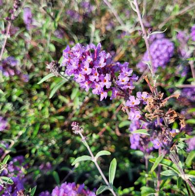 Buddleia davidii 'Nanho Blue'