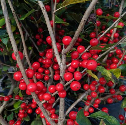 Ilex verticillata Red Sprite