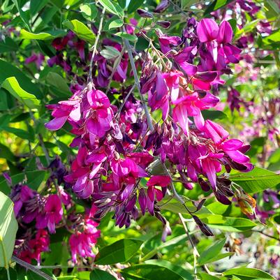 Lespedeza Gibraltar