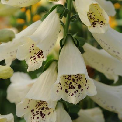 Digitalis purpurea Dalmation Crème