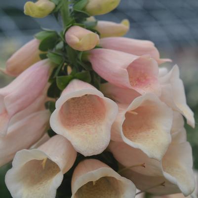 Digitalis purpurea 'Dalmation Peach'