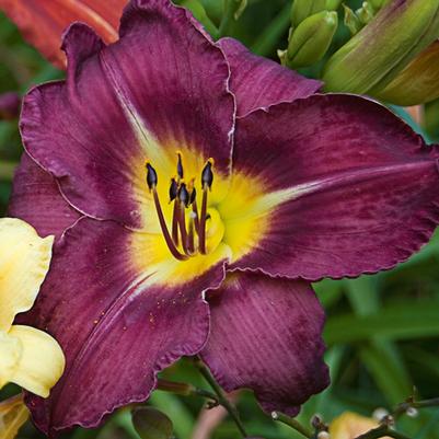 Hemerocallis Bela Lugosi