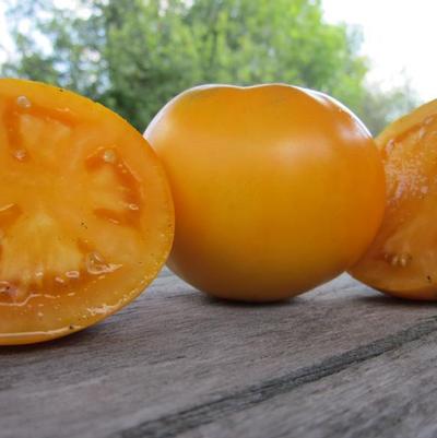 Tomato Moonglow