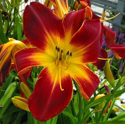 Hemerocallis Rainbow Rhythm® Rainbow Rhythm® Ruby Spider