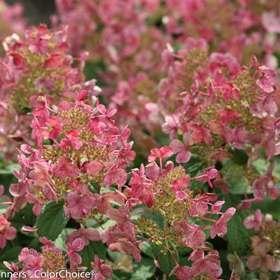 Hydrangea paniculata Little Quick Fire®