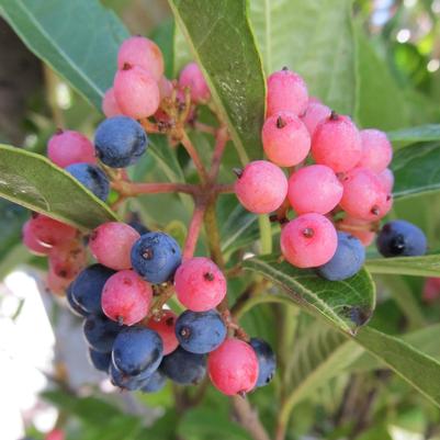 Viburnum nudum Brandywine™