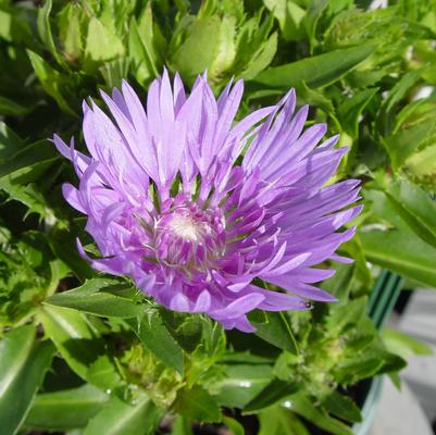 Stokesia laevis Mel's Blue