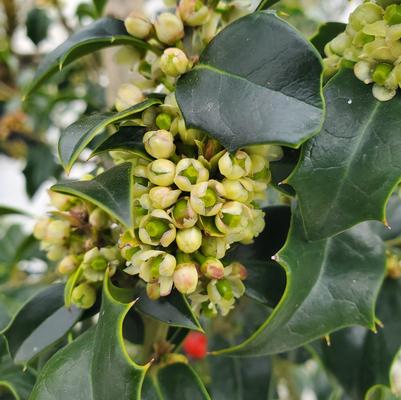 Ilex x 'Dragon Lady'