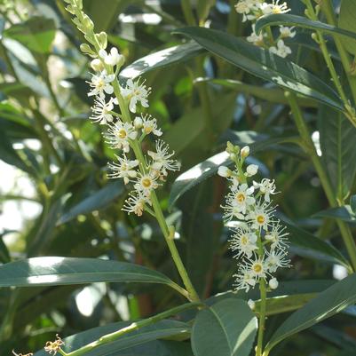 Prunus laurocerasus Schipkaensis