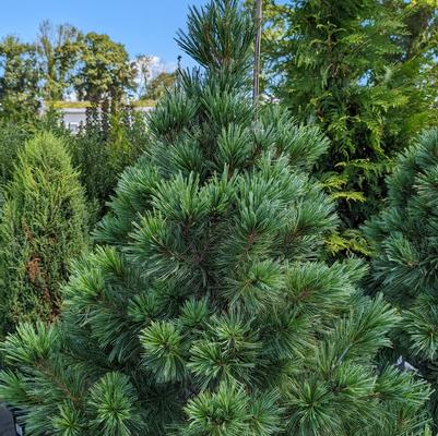 Pinus flexilis Vanderwolf's Pyramid