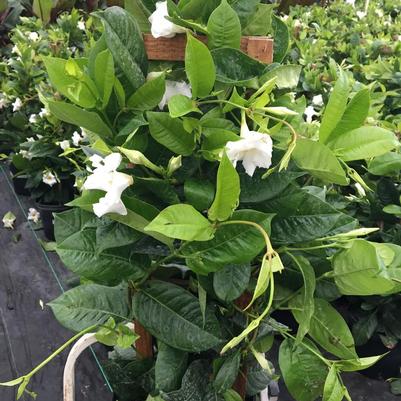 Mandevilla White