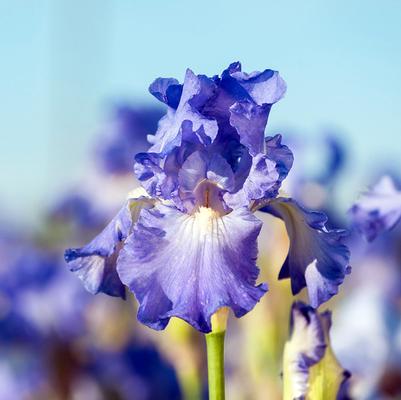 Iris germanica Victoria Falls