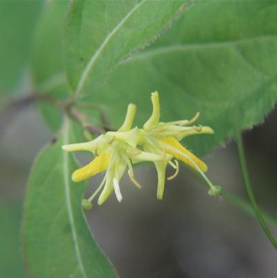 Diervilla lonicera 