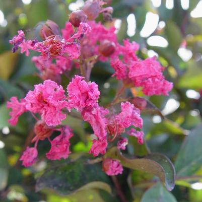 Lagerstroemia indica Pink Velour