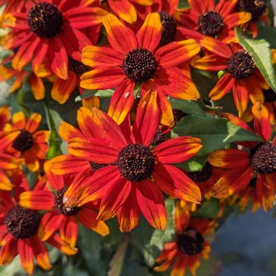 Rudbeckia triloba Prairie Glow