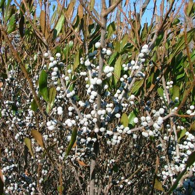 Myrica pensylvanica Bobee™