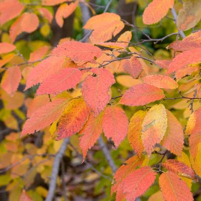 Carpinus caroliniana 