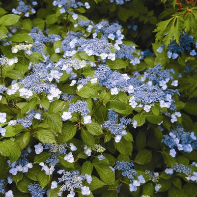 Hydrangea serrata Blue Billows