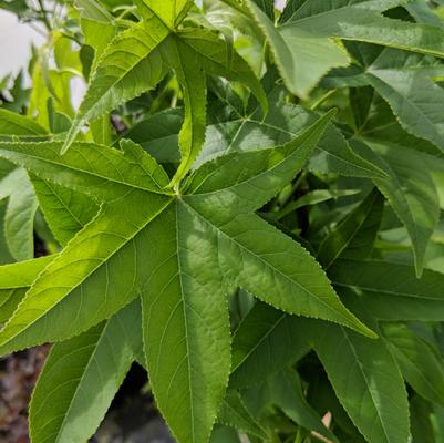 Liquidambar styraciflua Slender Silouette