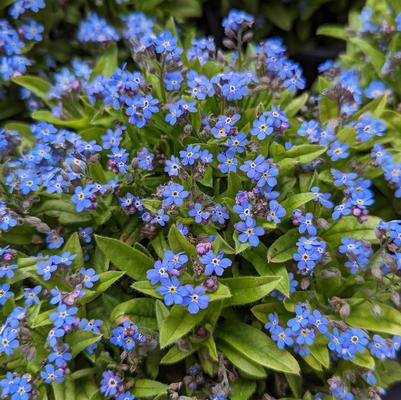 Myosotis sylvatica Mon Amie Blue