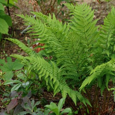 Dryopteris goldiana 