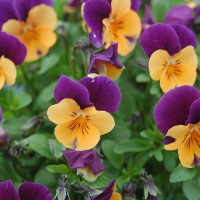 Viola Penny™ Orange Jump-up