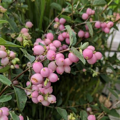 Symphoricarpos x doorenbosii Candy™