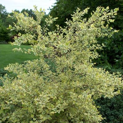 Betula nigra Shiloh Splash