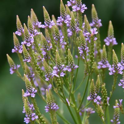 Verbena hastata 