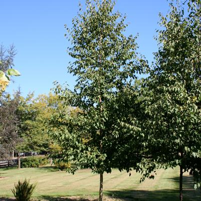 Betula papyrifera Renaissance Reflection