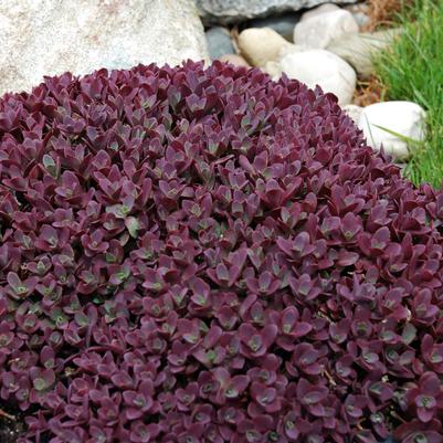 Sedum Sunsparkler™ Sunsparkler® Firecracker