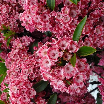 Kalmia lat. Keepsake