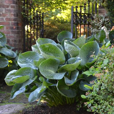 Hosta 'Abiqua Drinking Gourd'