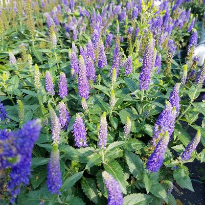 Veronica longifolia First Glory