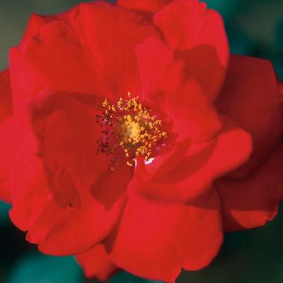 Rosa Ramblin' Red