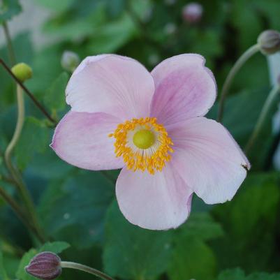 Anemone tomentosa 'Robustissima'