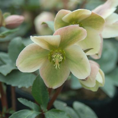 Helleborus Ivory Prince