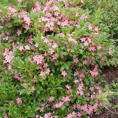 Azalea viscosum 'Pink and Sweet'