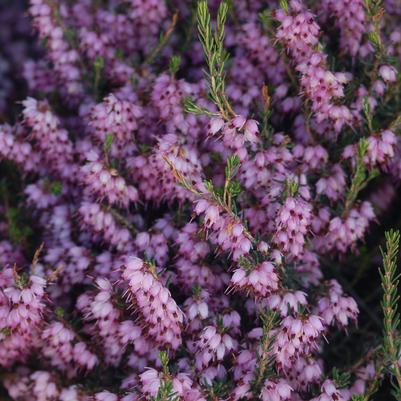 Erica carnea Pink