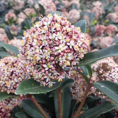 Skimmia japonica 