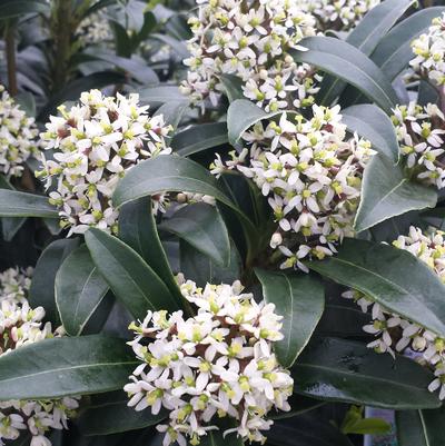 Skimmia japonica 