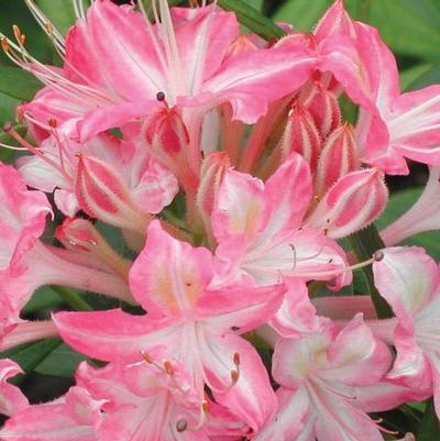 Azalea viscosum 'Ribbon Candy'