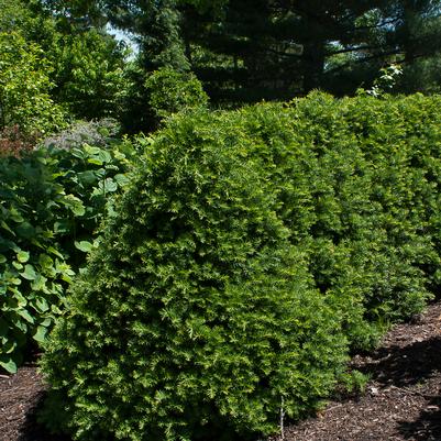 Taxus cuspidata Captain™