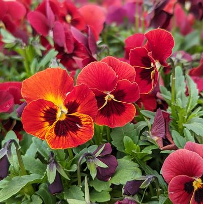 Viola Penny™ Penny™ Red Blotch