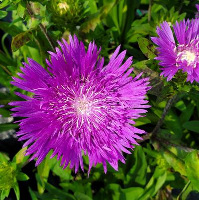 Stokesia 'Honeysong Purple'